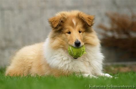 Hrajúce sa šteniatka dlhosrstej kólie