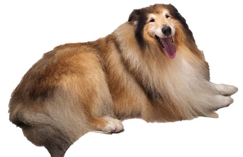 Dlhosrstá kólia na výstave