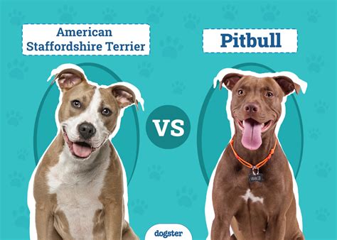 Porovnanie plemien: Pitbull, American Bully, Staffordshire Terrier