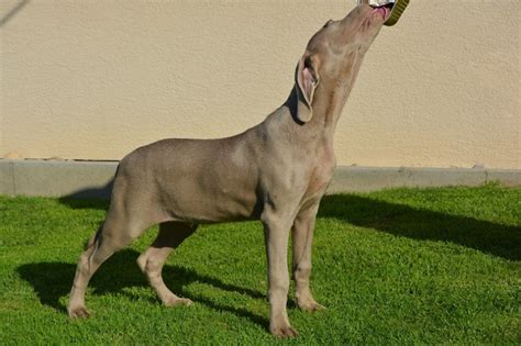 Ilustrácia weimarského stavača s typickou sivou srsťou a jantárovými očami