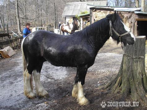 Írsky Cob s typickými rousmi