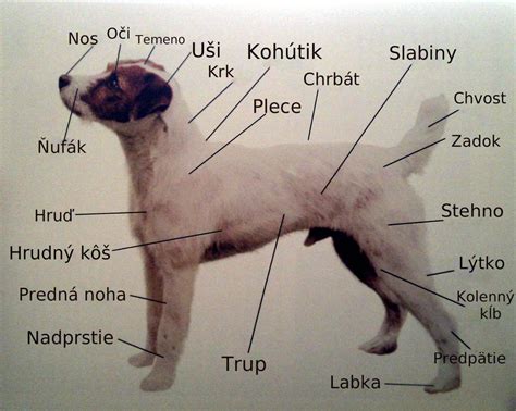 Schematické znázornenie stavby hlavy nemeckého špica.