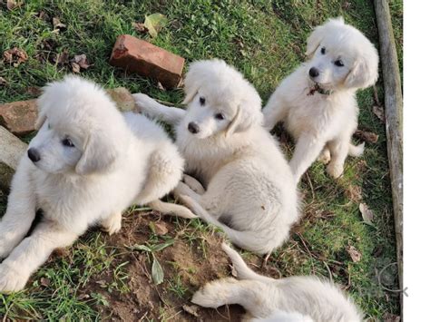 Šteniatka slovenského čuvača v hniezde