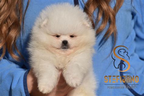 Šteniatka Pomeranian rôznych farieb