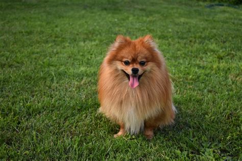 Dospelý pes Pomeranian