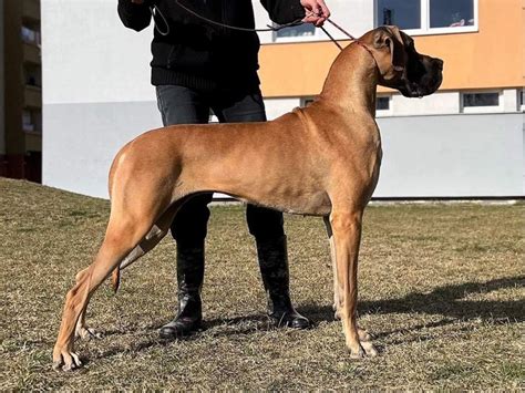 Nemecká doga s rekordnou výškou