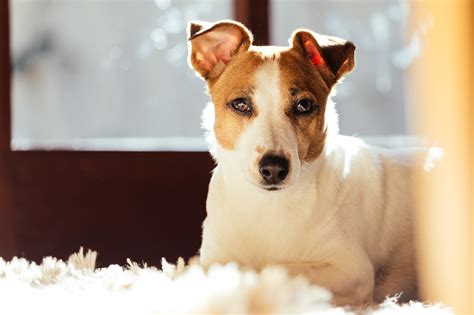 Rôzne farebné varianty Jack Russell teriéra