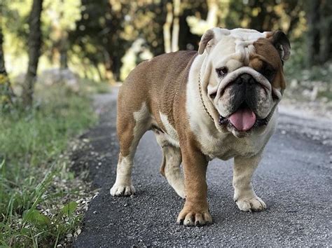 Anglický buldog s majiteľom