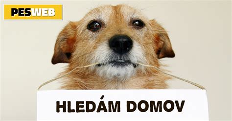 pes s hrčkou na tele