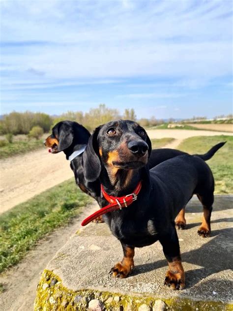 Jazvečík na prechádzke