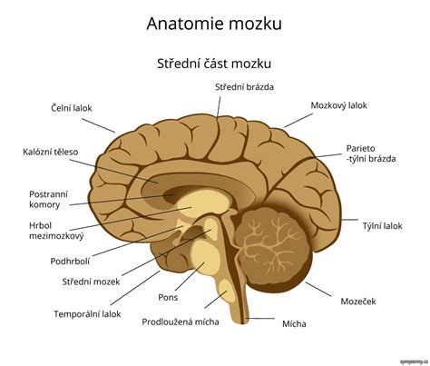 Ilustrácia mozgu psa s vyznačenými oblasťami zodpovednými za epilepsiu