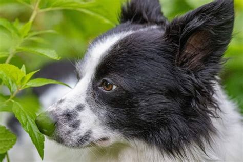 Pes a majiteľ v interakcii počas prechádzky