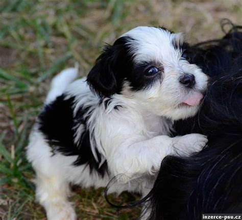 Hravý havanský psík s deťmi