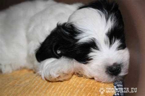 Šteniatko havanského psíka