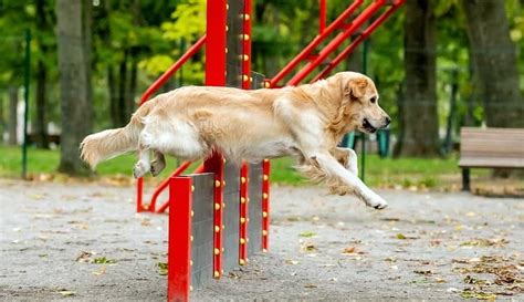 Zlatý retriever hrajúci sa v parku