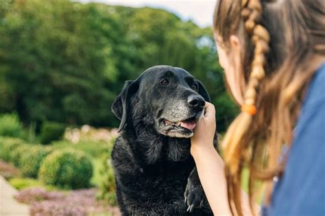 Pes a majiteľ konzultujúci s veterinárom