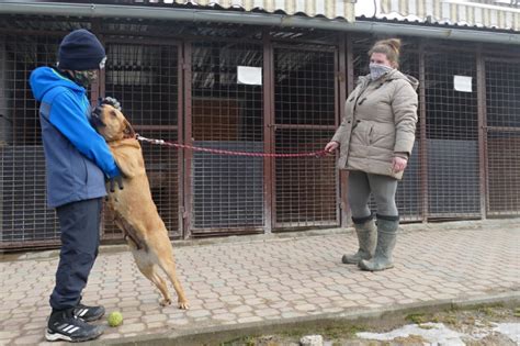 Fotografia psov v útulku Mojšova Lúčka