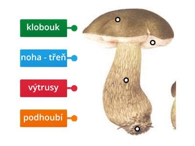 Schéma stavby tela nemeckej dogy