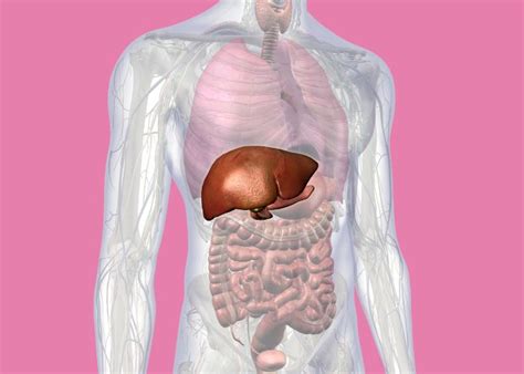 Ilustrácia psa s príznakmi ochorenia pečene