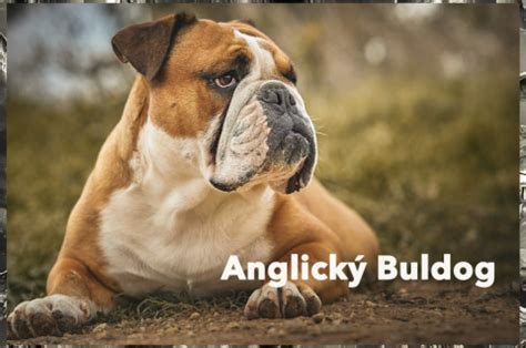 Anglický buldog ako rodinný spoločník