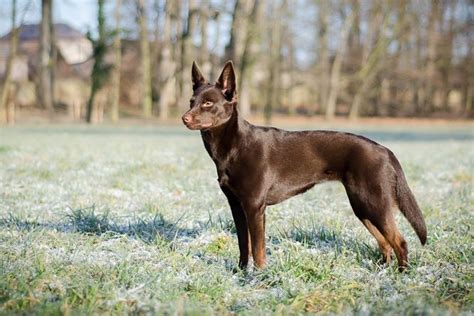 Pes s visiacim chvostom