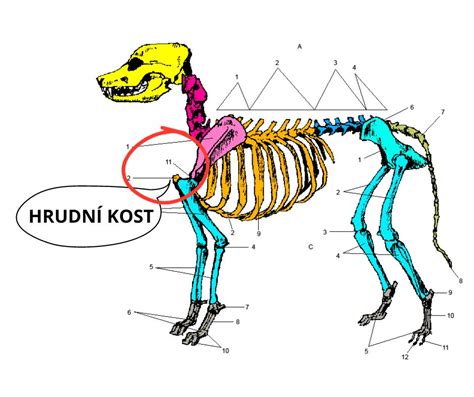 Schéma chrbtice psa s vyznačenými platničkami