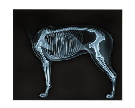 Veterinár vykonáva röntgen psa