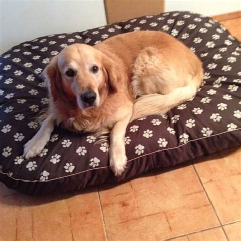 Pes spokojne ležiaci na pelechu