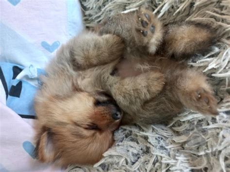 Pes s nafúknutým bruchom