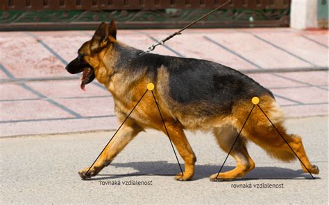 Silueta nemeckého ovčiaka