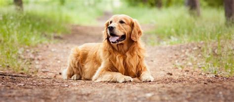 Výcvik psa zlatý retriever