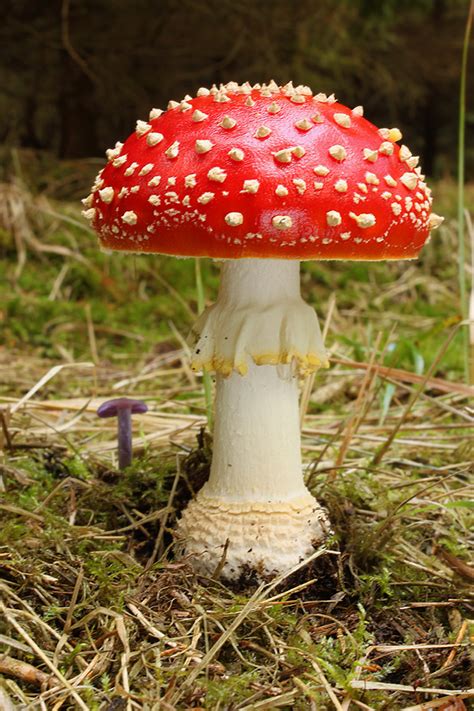 Muchotrávka červená