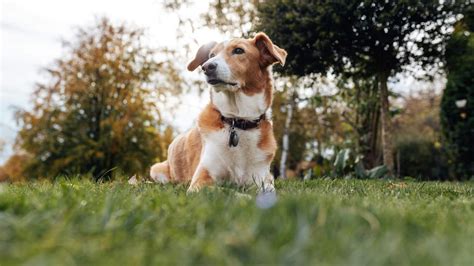 Pes na jesennej prechádzke