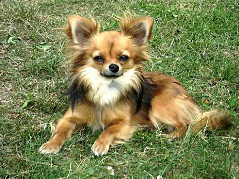 Typická hlava čivavy s jablkovitou lebkou a veľkými vzpriamenými ušami