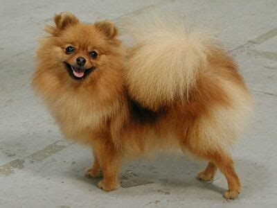 Hravý nemecký trpasličí špic