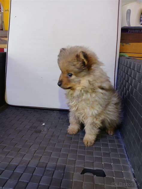 Šteniatko nemeckého trpasličieho špica pri hre