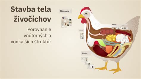 Štandardná stavba tela Slovenského kopova