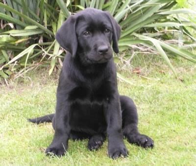 Pes plemena Labradorský retriever