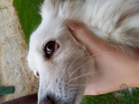 Detail srsti nemeckého vlčieho špica