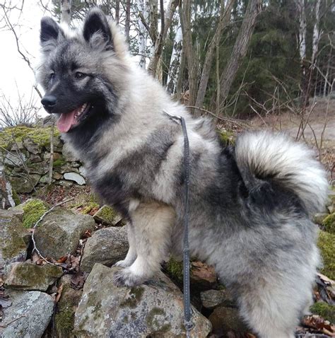 Nemecký vlčí špic v pohybe