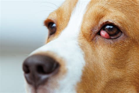 Ilustrácia prolapsu žľazy tretieho viečka (Cherry Eye)