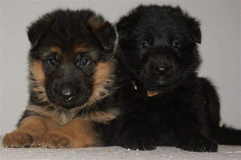 Povaha slovenského ovčiaka