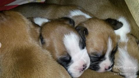 Šteniatko nemeckého boxera pri hre