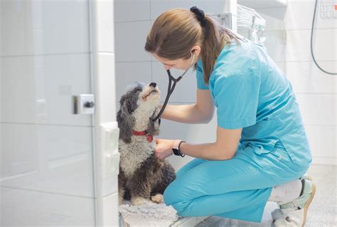 Veterinárny lekár vyšetruje oko psa