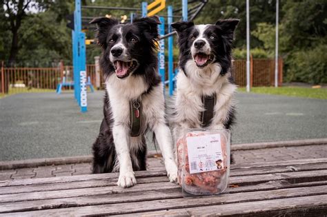 Vyvážená strava pre nemeckého ovčiaka