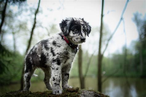 Šteňa veľkého plemena