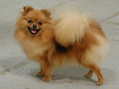 malý nemecký špic hrajúci sa