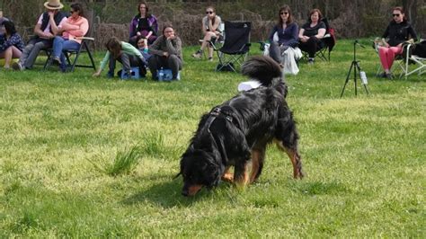 Ilustrácia kynologického športu