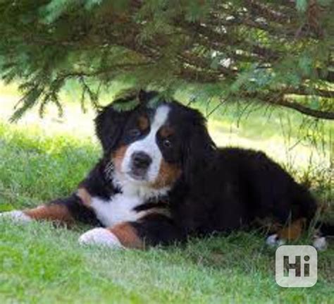 Rodokmeň Bernského salašnického psa