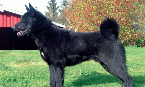 Nórsky losí pes čierny v exteriéri